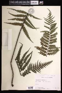 Asplenium horridum image