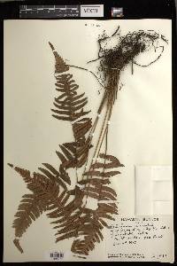 Blechnum appendiculatum image