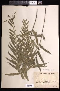 Asplenium kaulfussii image