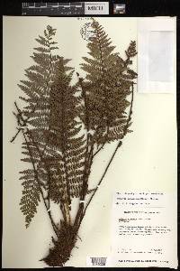 Sadleria squarrosa image