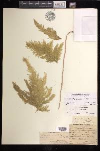 Selaginella umbrosa image