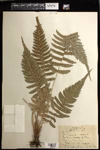 Blechnum appendiculatum image