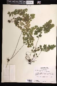 Adiantum capillus-veneris image