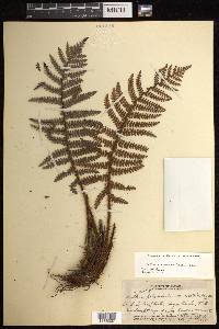 Sadleria squarrosa image