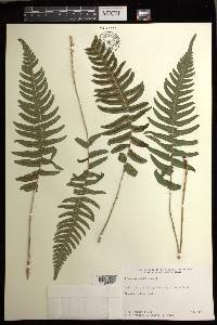 Blechnum appendiculatum image