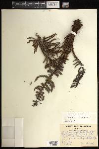 Sadleria squarrosa image