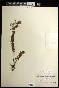 Asplenium hobdyi image