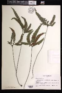 Adiantum hispidulum image