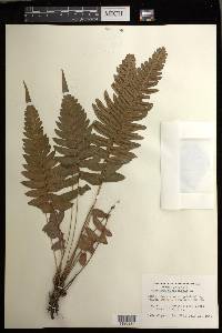 Blechnum appendiculatum image