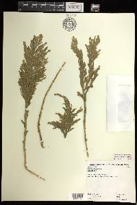 Selaginella arbuscula image