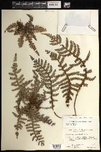 Sadleria squarrosa image