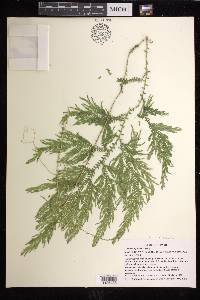 Selaginella stellata image