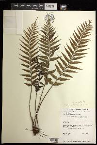 Asplenium neobrackenridgei image