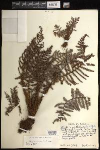 Sadleria squarrosa image