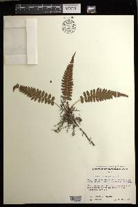 Blechnum appendiculatum image