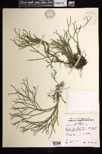 Phlegmariurus filiformis image