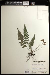 Blechnum appendiculatum image