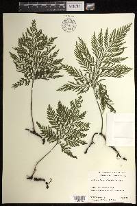 Vandenboschia cyrtotheca image