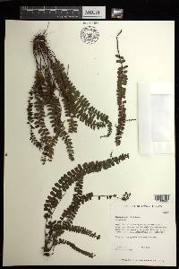 Asplenium hobdyi image