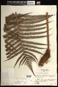 Sadleria cyatheoides image