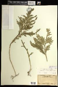 Selaginella arbuscula image