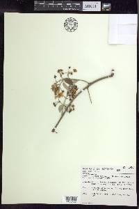 Banisteriopsis anisandra image