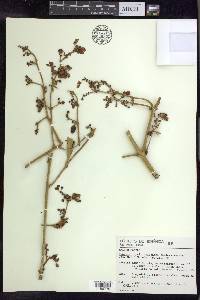 Banisteriopsis anisandra image