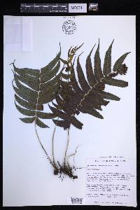 Menisciopsis cyatheoides image