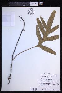 Microsorum grossum image