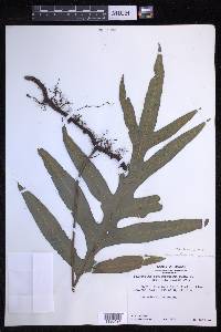 Microsorum grossum image