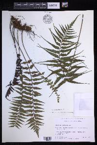 Asplenium neobrackenridgei image