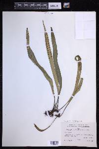 Lepisorus thunbergianus image