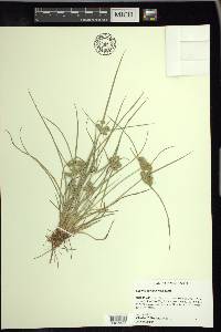 Cyperus surinamensis image