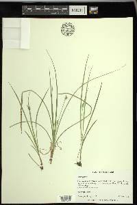 Carex jamesii image