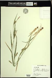 Carex pigra image