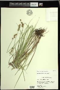 Carex reniformis image