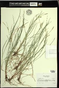 Carex woodii image