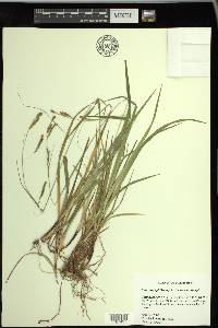 Carex oxylepis image