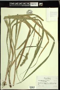 Carex stipata var. maxima image