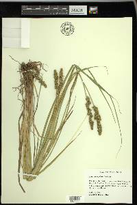 Carex triangularis image