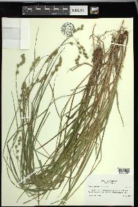 Carex argyrantha image