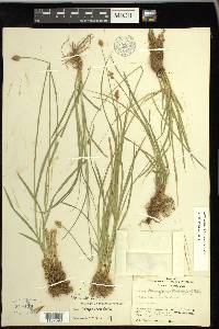 Carex subfusca image