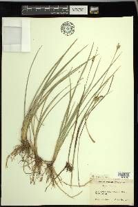 Carex livida image