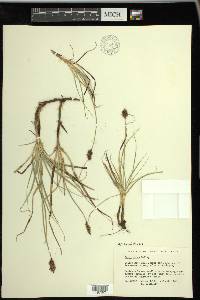 Carex pansa image