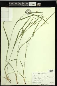 Carex grisea image