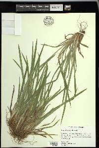 Carex abscondita image