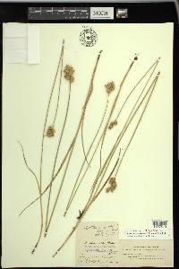 Carex missouriensis image