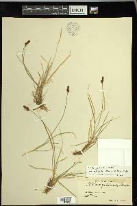 Carex glareosa image