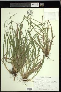 Carex abscondita image