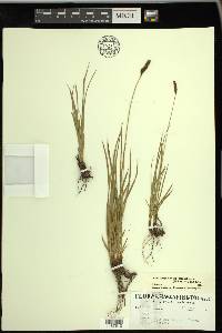 Carex scirpoidea image